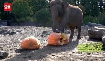 Gajah di Oregon Amerika Serikat Merayakan Halloween