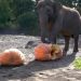 Gajah di Oregon Amerika Serikat Merayakan Halloween
