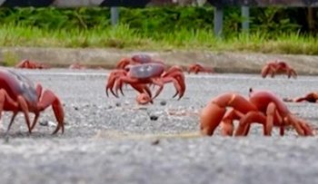 Momen Jutaan Kepiting di Pulau Christmas Saat Migrasi ke Laut