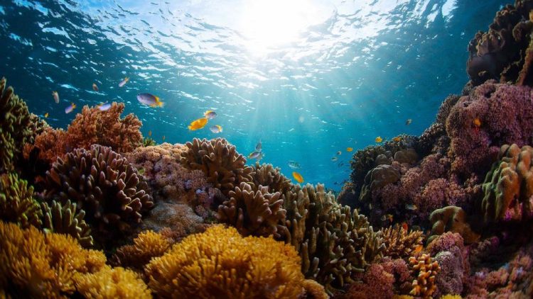 Fenomena Langka di Laut Alor yang Membuat Ikan-Ikan Pingsan