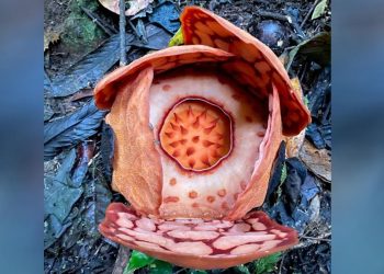 Ilmuwan Temukan Rafflesia Langka di Sumatera Setelah 13 Tahun Penantian