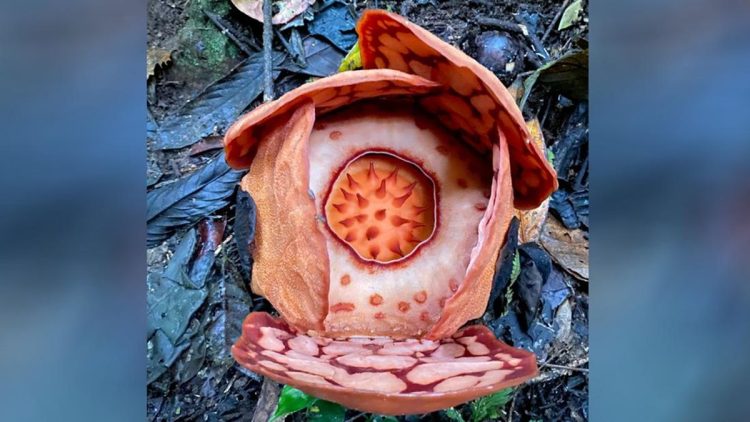 Ilmuwan Temukan Rafflesia Langka di Sumatera Setelah 13 Tahun Penantian