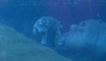 Bayi Kuda Nil Lucu di Kebun Binatang Berlin Berenang Bersama Induk