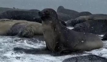 Populasi Anjing Laut Betina Menurun Drastis Akibat Influenza Burung di Antartika