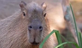 Dua Kapibara Menggemaskan Menjelajahi Rumah Baru di London