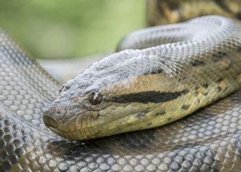 Anakonda Raksasa Sejak 12 Tahun Lalu, Apa Rahasianya?