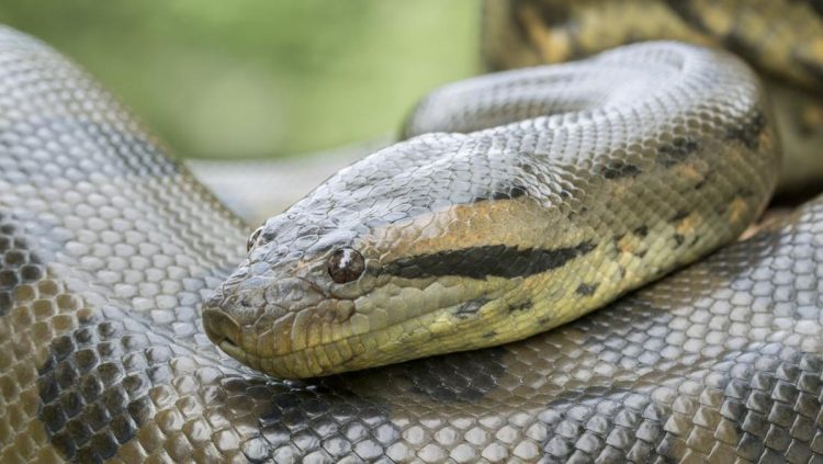 Anakonda Raksasa Sejak 12 Tahun Lalu, Apa Rahasianya?