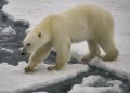 DNA Beruang Kutub Beradaptasi untuk Bertahan dari Krisis Iklim