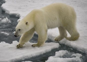 DNA Beruang Kutub Beradaptasi untuk Bertahan dari Krisis Iklim