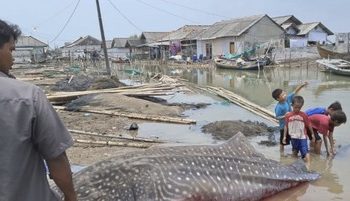 Mengapa Hiu Tutul Semakin Banyak Terdampar di Pantai Indonesia?