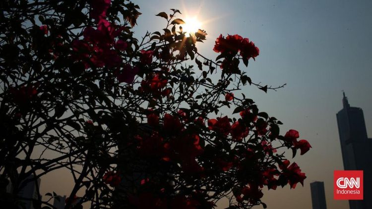 Peluang Heatwave Menghantam Indonesia Menurut BMKG