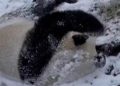 Panda Lucu Berguling di Salju Rasakan Keseruan Musim Dingin