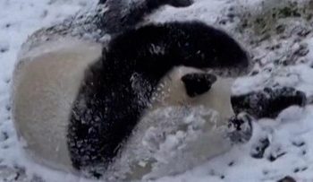 Panda Lucu Berguling di Salju Rasakan Keseruan Musim Dingin