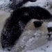 Panda Lucu Berguling di Salju Rasakan Keseruan Musim Dingin