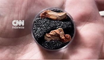 Fosil Rhynchosaur Terkecil Ditemukan di Brasil