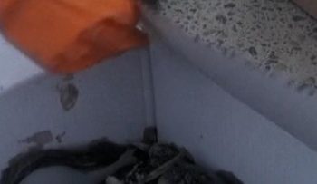 Tangki Minyak Ukraina Bocor Akibat Serangan Rusia, Banyak Burung Terpengaruh