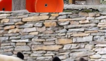 Induk Panda Tenangkan Perkelahian Dua Bayi Kembar yang Menggemaskan