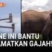 Drone Membantu Menyelamatkan Gajah dan Memahami Pola Kebiasaan Mereka
