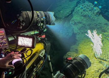 Menyelami Keindahan Kehidupan Laut di Sulawesi