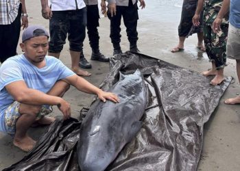 Paus Sperma Terdampar di Pantai Tembles dan Dievakuasi ke Penangkaran
