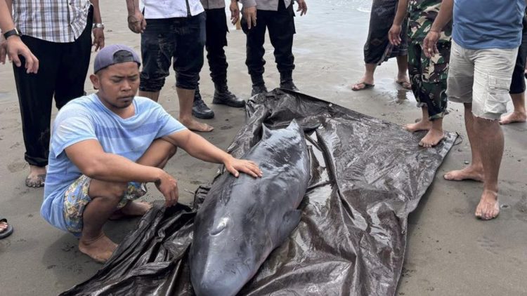 Paus Sperma Terdampar di Pantai Tembles dan Dievakuasi ke Penangkaran