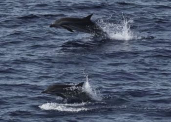 Habitat Paus dan Lumba-lumba di Sumatra yang Tidak Terlindungi