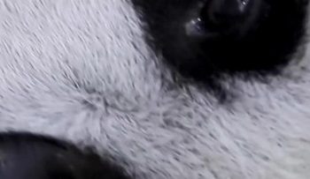 Anak Panda Raksasa Satrio Lahir di Taman Safari Indonesia