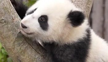 Rayakan Tahun Baru dengan Penampilan Perdana Bayi Panda Raksasa di China