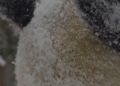 Panda Raksasa yang Lucu Bermain Salju di Kebun Binatang Wina