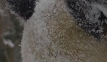 Panda Raksasa yang Lucu Bermain Salju di Kebun Binatang Wina