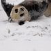 Panda Menggemaskan Bermain Salju di China