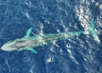 Data Satelit Tunjukkan Paus Biru Kerdil Menjelajah 2.000 Km dalam 9 Hari