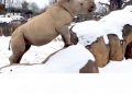 Gemasnya Badak Putih Saat Bermain Salju di Amerika Serikat