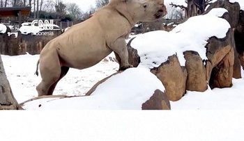 Gemasnya Badak Putih Saat Bermain Salju di Amerika Serikat