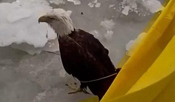 Polisi AS Selamatkan Elang Terluka di Sungai yang Membeku